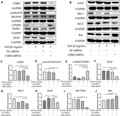 SNS-032 attenuates liver fibrosis by anti-active hepatic stellate cells via inhibition of cyclin dependent kinase 9